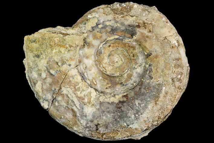 Fossil Ammonite (Hildoceras)- England #110800